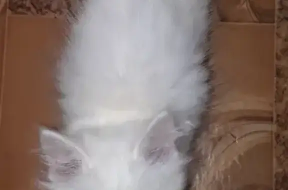 Кошки потеряшки, Моршанск, фото: Потеряшка кошка Снег на ул. Лотикова, Моршанск