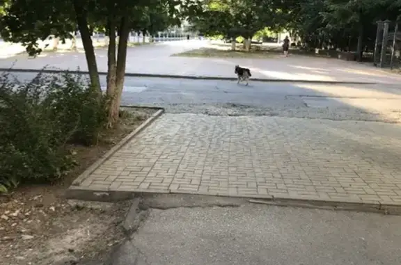 Собака на проспекте Стачки, 215, Ростов-на-Дону