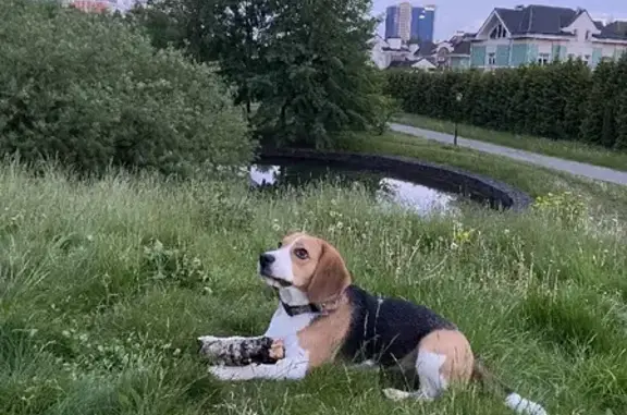 Собаки потеряшки, Москва, фото: Потеряшка Бигль на Челобитьевском шоссе в Москве