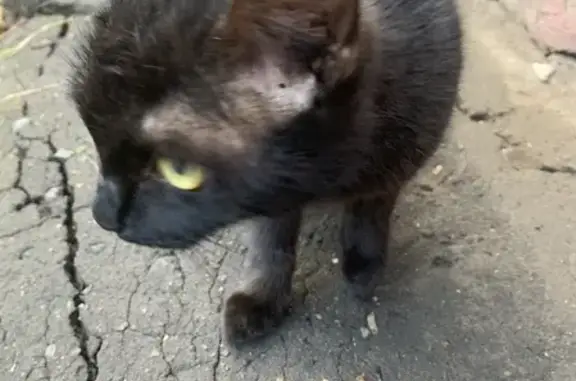 Пропала кошка на пр. Ленина 3 в Комсомольске-на-Амуре
