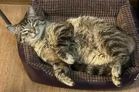 Кошки потеряшки, Москва, фото: Потеряшка кошка Тишка в Южном Чертаново.