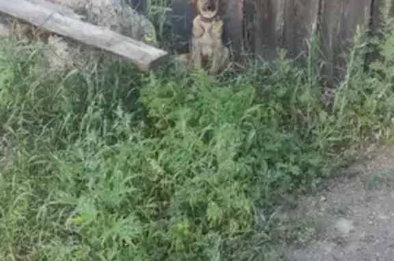 Найден щенок на Лесоустроительной, 13 в Чите