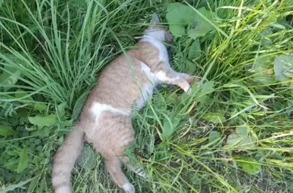 Найдена мертвая кошка на Зеленой улице, Марфино