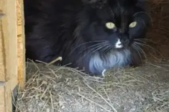 Кошки потеряшки, Санкт-Петербург, фото: Потеряшка кошка Кекс в Витино, Кипенское сельское поселение.