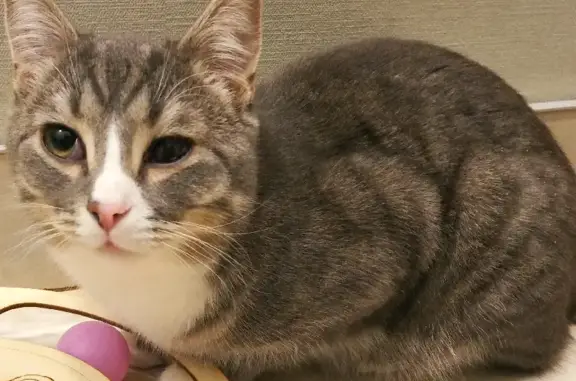 Кошки потеряшки, Санкт-Петербург, фото: Потеряшка кошка на Заводском проспекте, СПб, требует ухода.