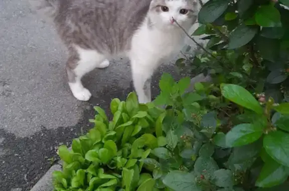 Пропала кошка на ул. Черняховского, 12, Пласт