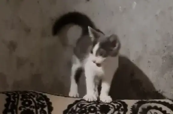 Найдена кошка на Мосина, 24 - нужна помощь!
