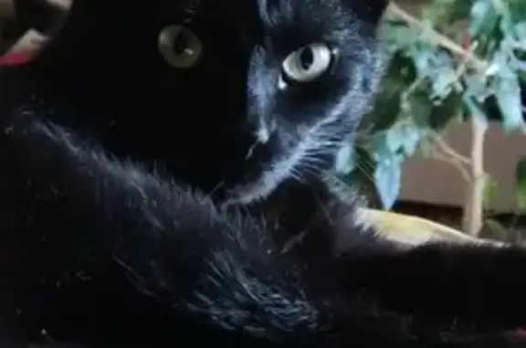 Пропала кошка Ганчо, черный худощавый кот, Московская область