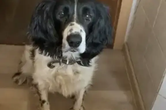 Собаки потеряшки, Коряки, фото: Потеряшка собака в Южных Коряках, нужна помощь!