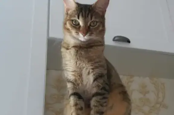 Кошки потеряшки, Набережные Челны, фото: Потеряшка кошка в Набережных Челнах, РТ.