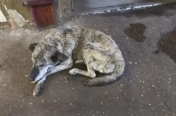 Пропала собака на Порожской, 104 в Боровичах