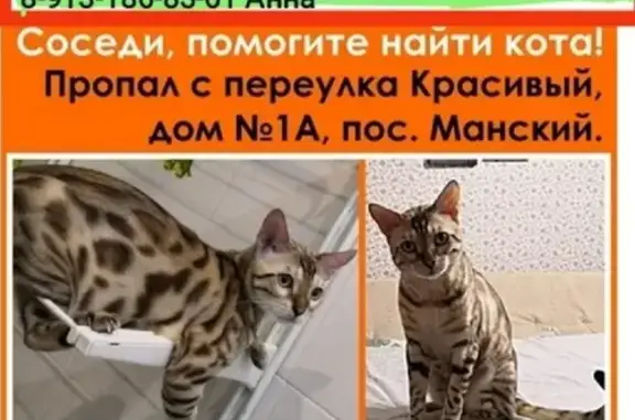 Пропала кошка в Манском: Кличка Малыш, 2 года, бенгальский. Просьба помочь найти!