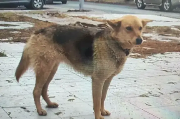 Пропала собака на 1 Дачной, Саратов