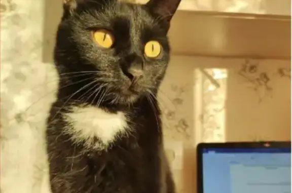 Потерянные животные Санкт-Петербург, фото: Пропала кошка на Бухарестской улице, СПб.