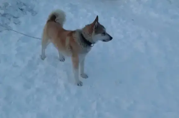 Пропала собака Лайка в Енапаево, Пермский край