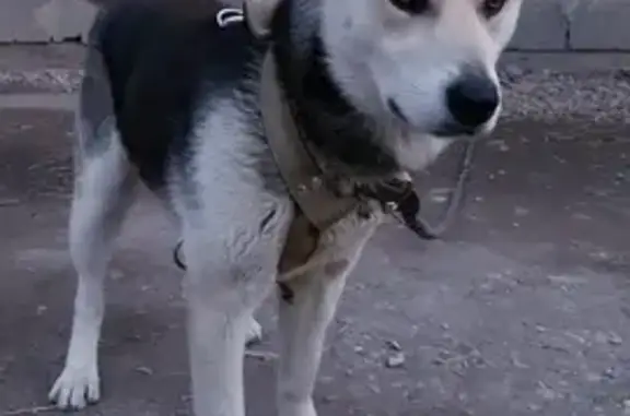 Пропала собака на Высоковольтной улице, Горячеводский