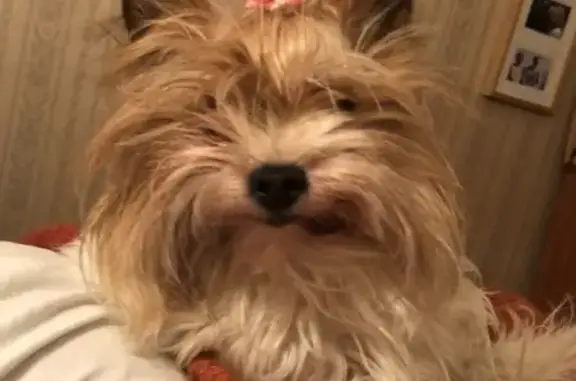 Собаки потеряшки, Раменский муниципальный округ, фото: Потеряшка собака на СНТ Авангард, Московская область