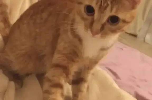 Кошки потеряшки, Новосибирск, фото: Потеряшка кошка ярко-рыжего окраса на Адриена Лежена, 16