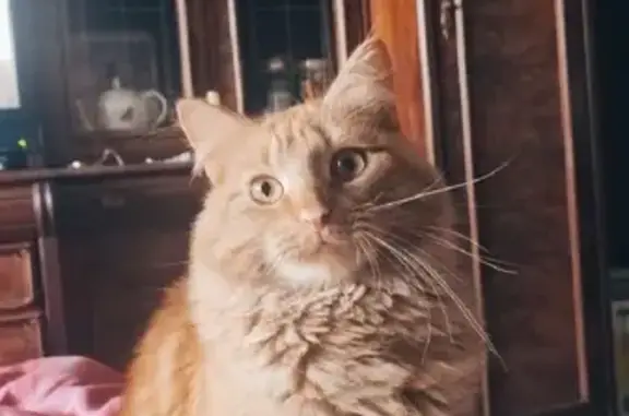 Объявления о пропавших и найденных животных, Санкт-Петербург, фото: Пропала кошка Филя, ул. Есенина, 36 к1, СПб.