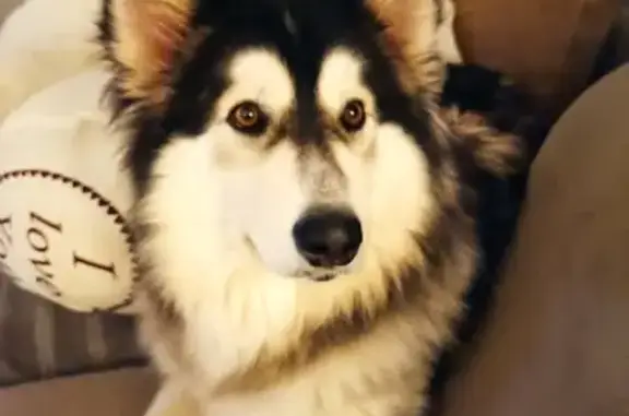 Собаки потеряшки, Ижора Снт, фото: Потеряшка собака на Ижора Снт, ул. Ижора, 66