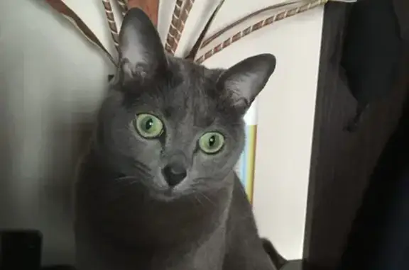 Кошки потеряшки, Санкт-Петербург, фото: Потеряшка кошка на Октябрьской улице, СПб