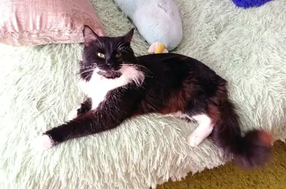 Кошки потеряшки, Набережные Челны, фото: Потеряшка кошка в Набережных Челнах 15/11