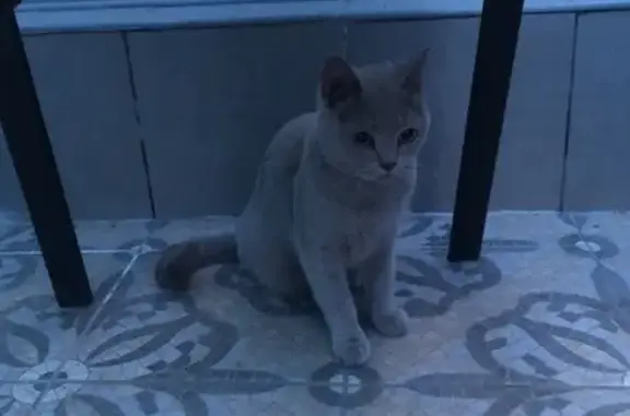 Пропала кошка серого окраса на Ново-садовой, Самара