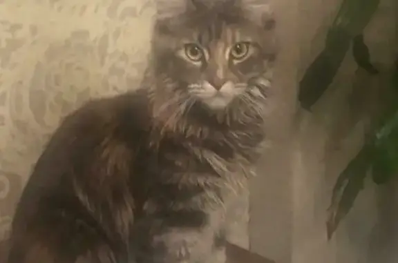 Пропала кошка Мейн-Кун породы на Зональной Станции, ищем уже неделю