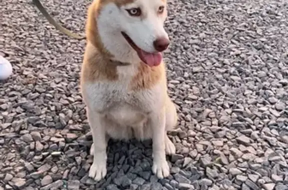 Найдена собака в Янтарном на Травяном переулке