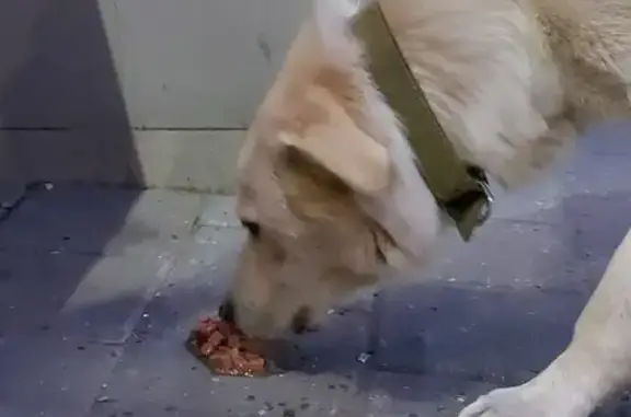 Найдена худая лабрадор-похожая собака в Новочебоксарске