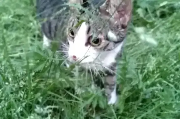 Объявления о пропавших и найденных животных, Ярославль, фото: Пропала кошка Серый на улице Чкалова, 66Б в Ярославле