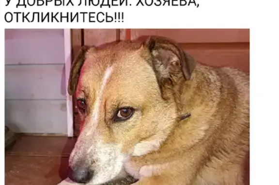 Найдена собака в Игумново, Московская область