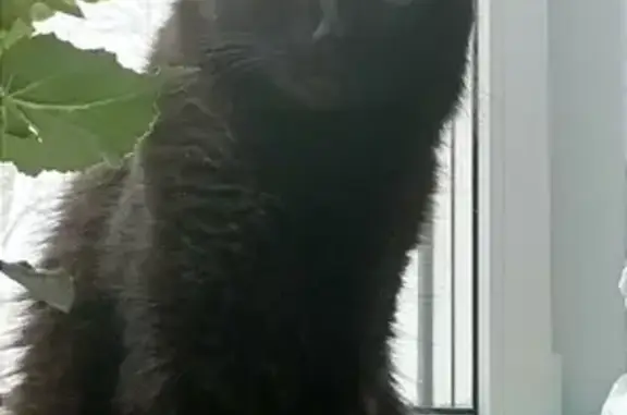 Кошки потеряшки, Ульяновск, фото: Потеряшка черная кошка на улице Розы Люксембург, 36А, Ульяновск