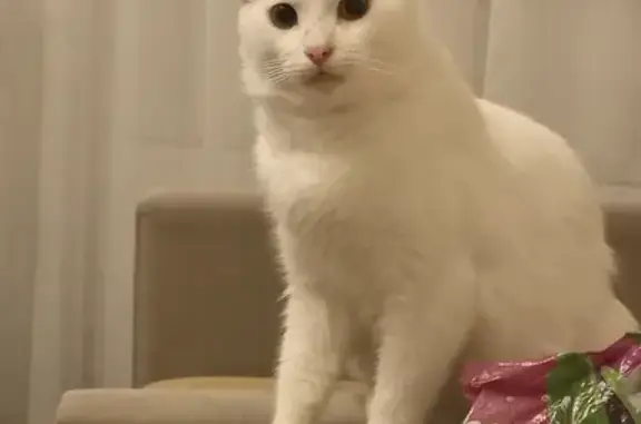 Пропала кошка Кот, белый, 2 года, Снт в Московской области