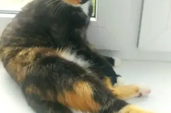 Кошки потеряшки, Лупполово, фото: Потеряшка кошка в Лупполово (5 дом)