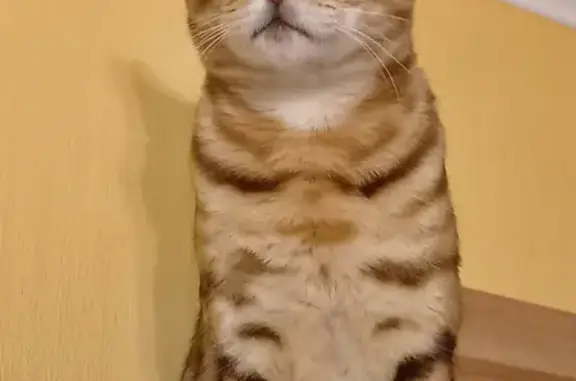 Кошки потеряшки, Санкт-Петербург, фото: Потеряшка бенгальская кошка на ул. Солдата Корзуна, 60, СПб