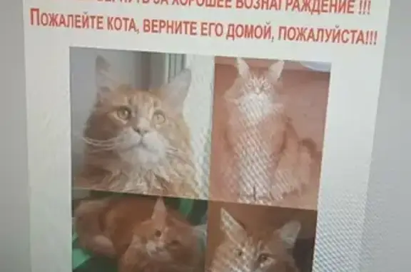Пропала кошка требует специального ухода в Хомяково