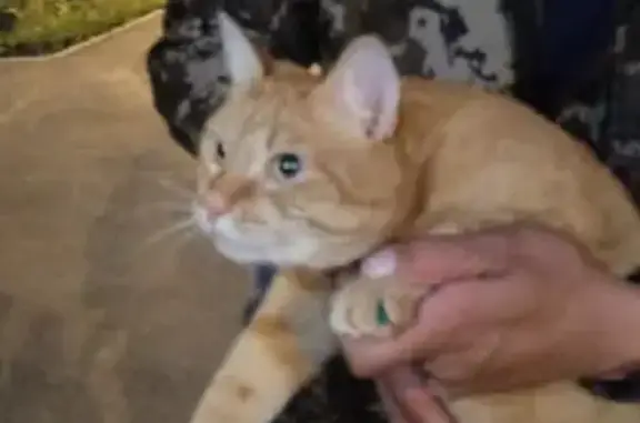Найден рыжий кот с антицарапками в Звенигороде