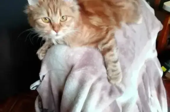 Кошки потеряшки, Санкт-Петербург, фото: Потеряшка кошка Туня, улица Инструментальщиков, 23, Санкт-Петербург.