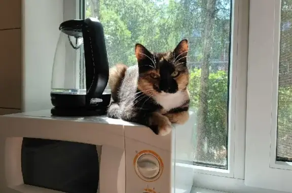 Потерянные животные Санкт-Петербург, фото: Пропала кошка Куна на Гранитной улице, Санкт-Петербург