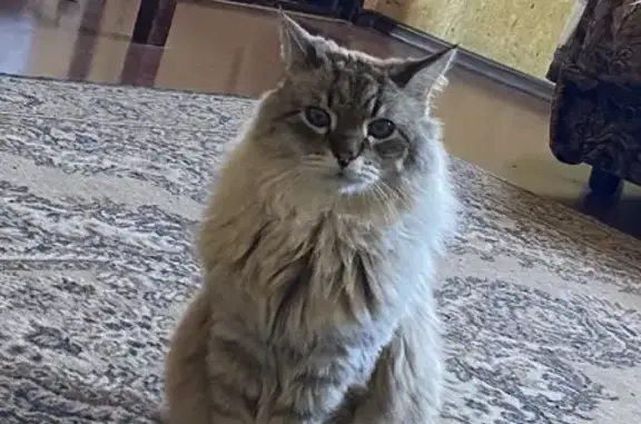 Пропала кошка Кузя в Снт зелёная Даль 1, Самарская область