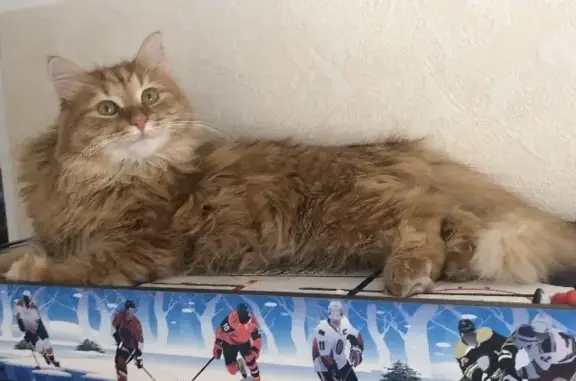 Пропал рыжий кот Рыжик в Иглино, Башкортостан