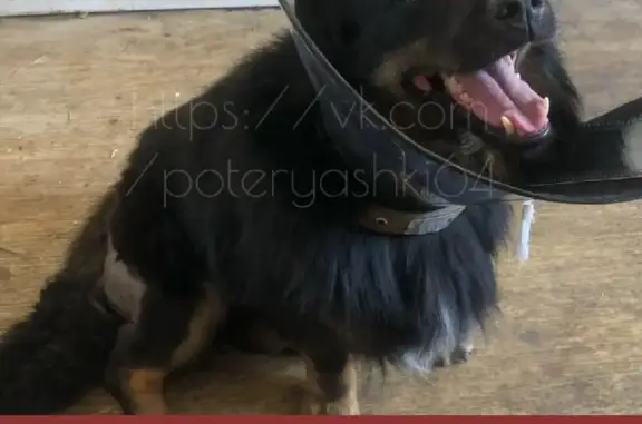 Собаки потеряшки, Саратов, фото: Потеряшка собака в Саратове: Чапаева, 32/36