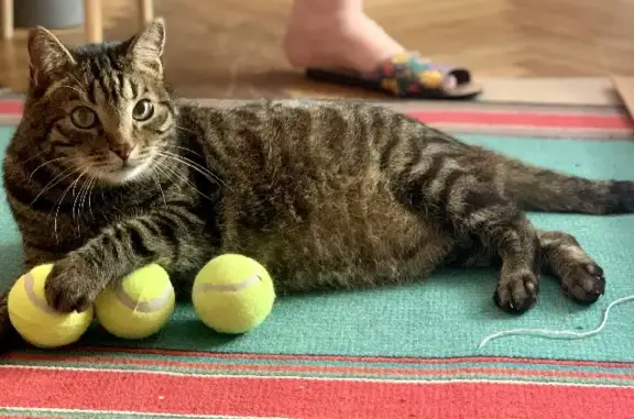 Кошки потеряшки, Санкт-Петербург, фото: Потеряшка серый кот с выбритым животом на Фрунзе, 27, СПб