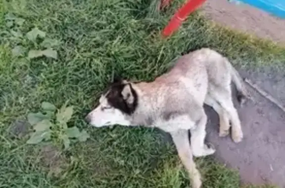 Собаки потеряшки, Митино, фото: Потеряшка хаски с поводком на ул. Анцигина, 28