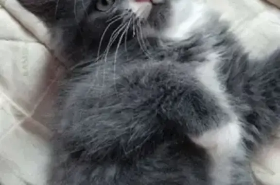 Кошки потеряшки, Тамбов, фото: Потеряшка кошка Пирожок на ул. Свободная, Тамбов