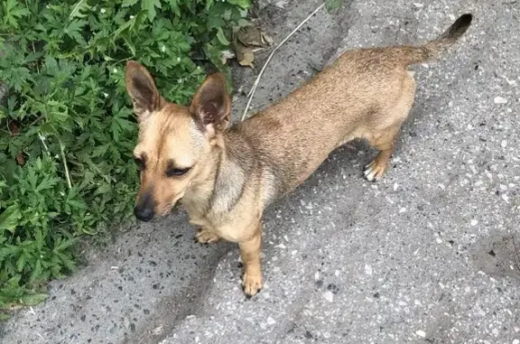 Найдена рыжая собака на ул. Старых Большевиков 52