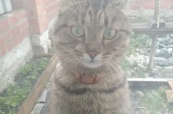 Пропал кот Кузя на улице Сакко и Ванцетти, 59