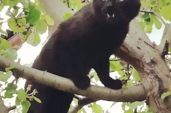 Кошки потеряшки, Ульяновск, фото: Потеряшка кот Барсик на ул. Варейкиса 29, Киндяковка.