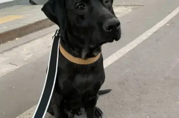Найдена собака в Химках на Мира проспекте 11